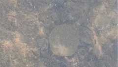 Apalone spinifera spinifera
