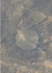 Apalone spinifera spinifera
