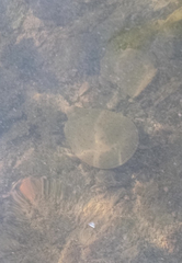 Apalone spinifera spinifera