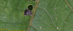 Psychodidae