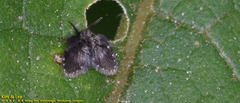 Psychodidae