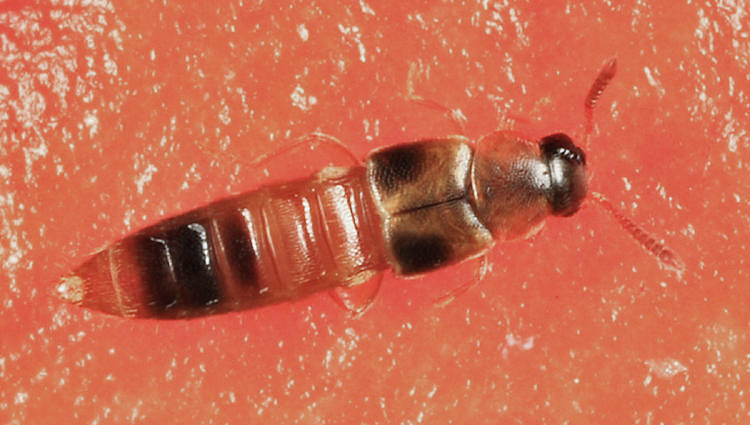 Silusida marginella