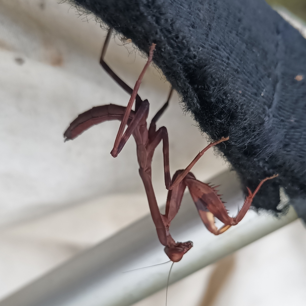 Stagmatoptera biocellata