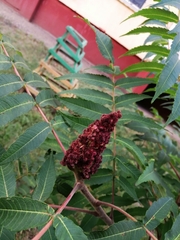 Rhus typhina
