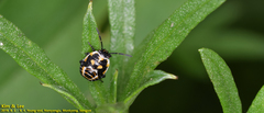 Eurydema