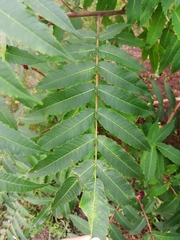 Rhus typhina