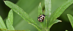 Eurydema
