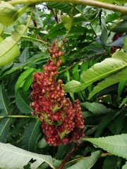 Rhus typhina