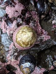 Acmaea