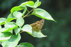Junonia lemonias aenaria