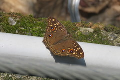 Junonia lemonias aenaria
