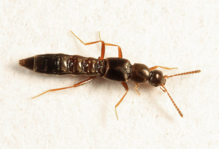 Tachyusa americana