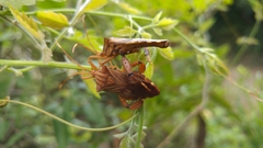 Melucha quadrivittis