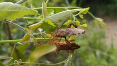 Melucha quadrivittis