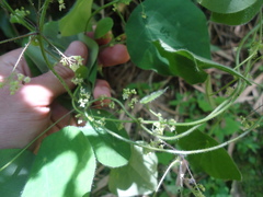 Menispermaceae