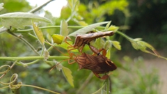 Melucha quadrivittis