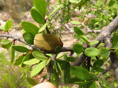 Hologymnetis cinerea