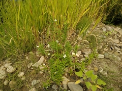 Gratiola officinalis