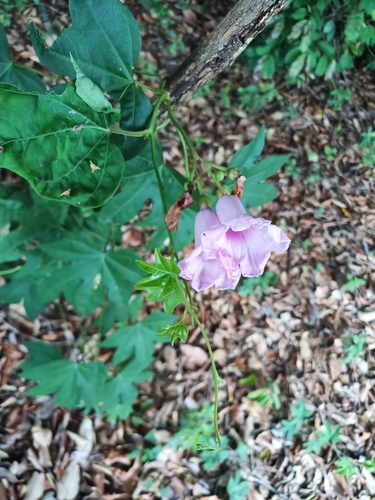 Image of Ipomoea mauritiana by (c) Guillaume Delaitre, some rights reserved (CC BY)