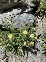 Schlagintweitia intybacea