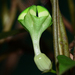 Ceropegia elegans - Photo (c) S.MORE, μερικά δικαιώματα διατηρούνται (CC BY-NC), uploaded by S.MORE