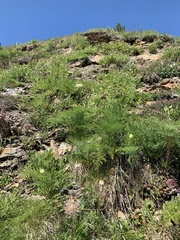 Schlagintweitia intybacea