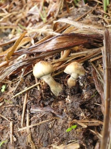 Psilocybe cubensis · March 2023 · photo: © benjaminhidalgo (iNaturalist, cc-by)