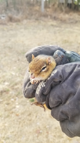 Eastern Chipmunk photographed in Delaware