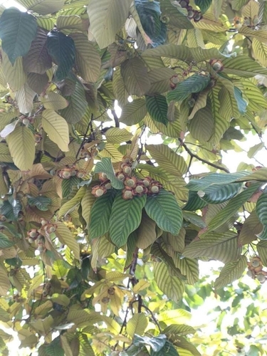 Shorea seminis observed 2023-02-20