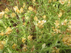 Pseudognaphalium inornatum