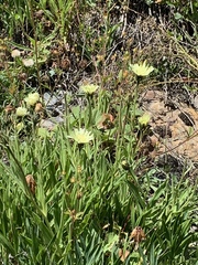 Schlagintweitia intybacea