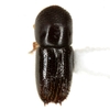Xyleborus spinulosus - Photo (c) Mike Quinn, San Marcos, some rights reserved (CC BY-NC), uploaded by Mike Quinn, San Marcos