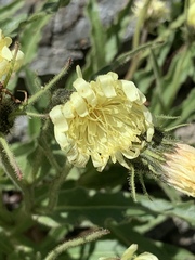 Schlagintweitia intybacea