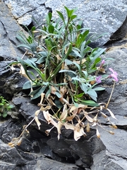 Petrocoptis crassifolia
