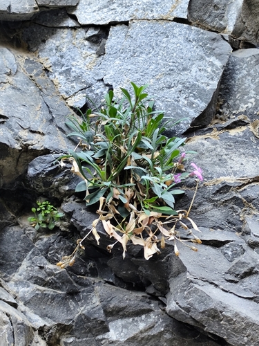 Petrocoptis crassifolia, photograph 2