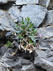Petrocoptis crassifolia, photograph (c) Santiago Martín-Bravo, some rights reserved (CC BY)