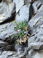 Petrocoptis crassifolia, photograph (c) Santiago Martín-Bravo, some rights reserved (CC BY)