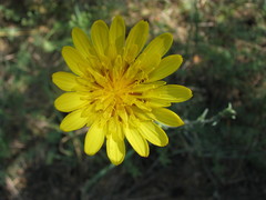 Tragopogon floccosus