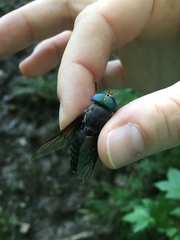 Tabanus americanus