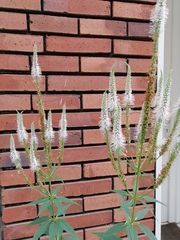 Veronicastrum