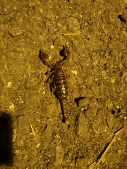 Scorpio fuscus
