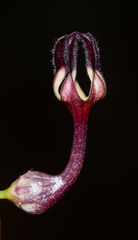 Ceropegia intermedia