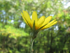 Tragopogon floccosus