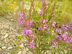 Lythrum virgatum