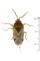 Botocudo flavicornis