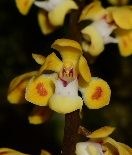 Smithsonia