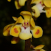 Smithsonia maculata - Photo no hay derechos reservados, subido por S.MORE