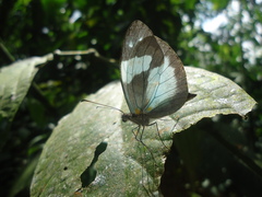 Dismorphia crisia foedora