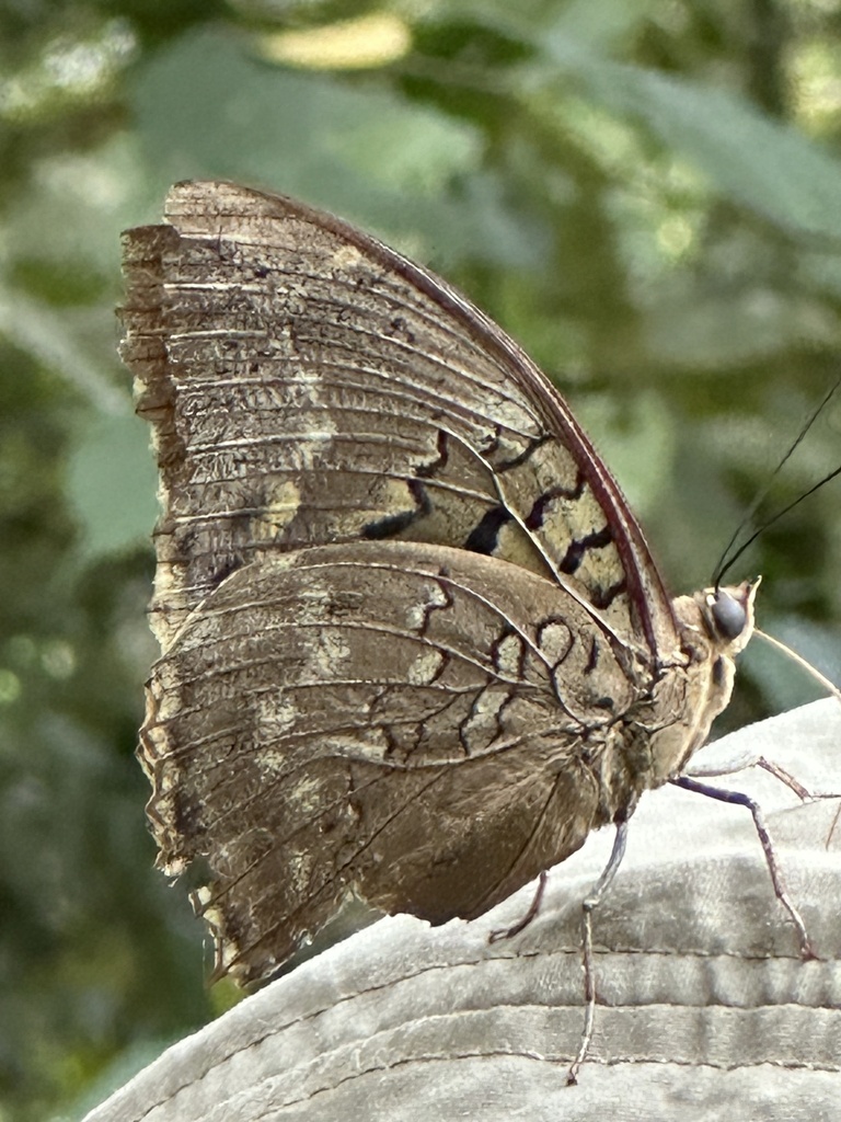 Two-spot Blue Charaxes
