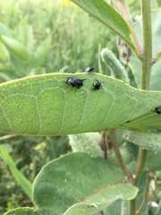 Rhyssomatus lineaticollis